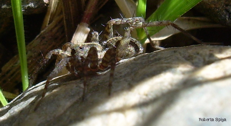 Pardosa sp.